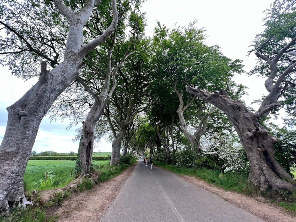 The Dark Hedges