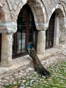 Peacock at Monastery of Saint Naum