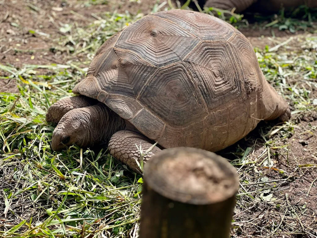Tortoise at Seven Coloured Earth Reserve