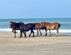 Wild horses, Corolla, North Carolina