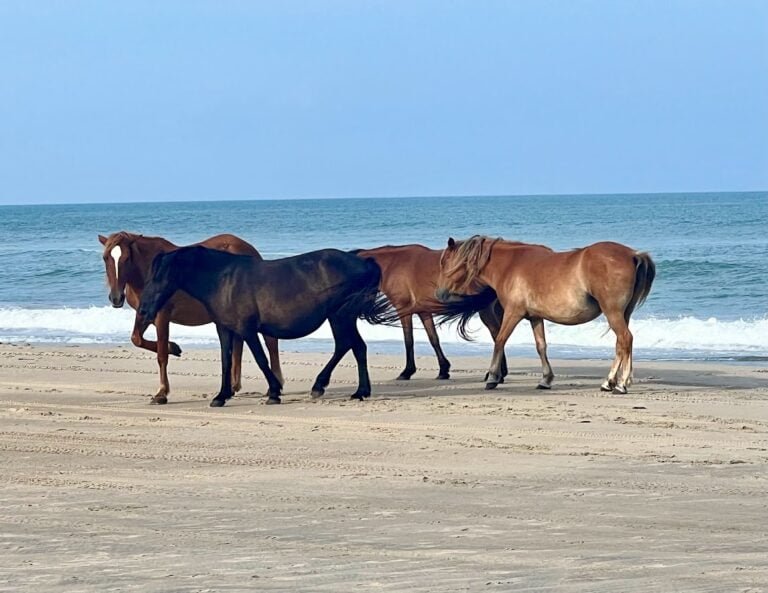 Wild horses, Corolla, North Carolina