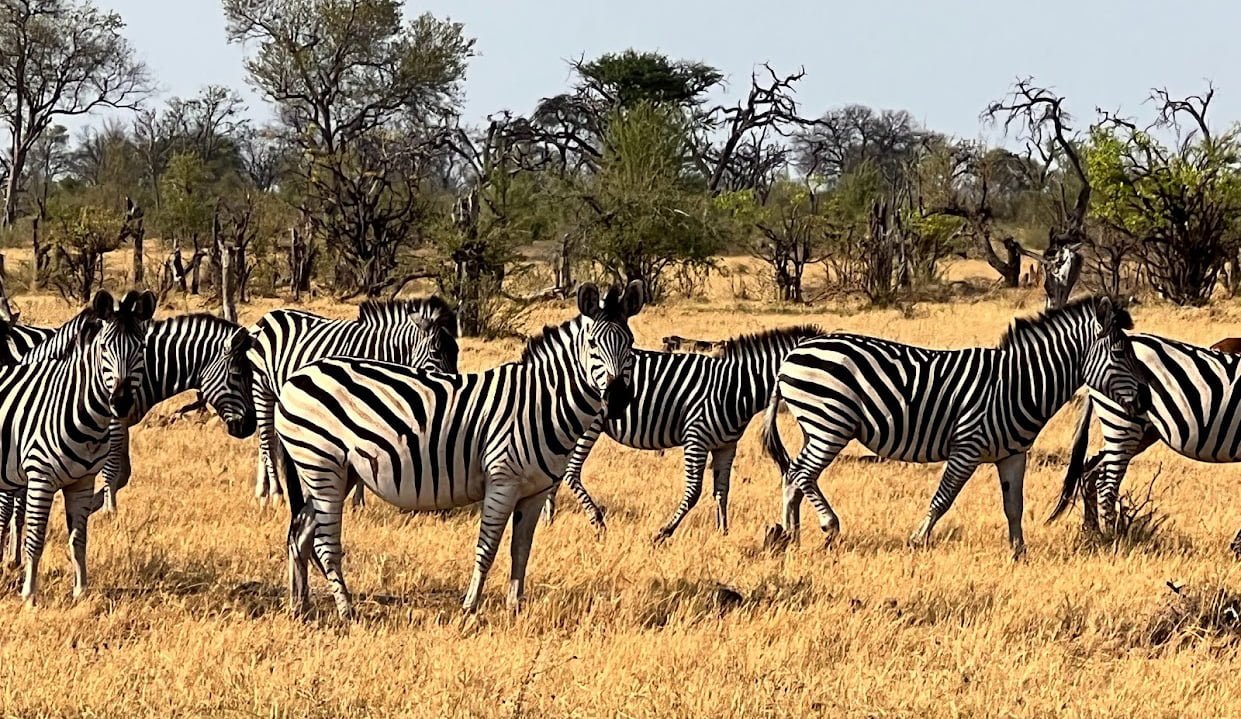 Zebras