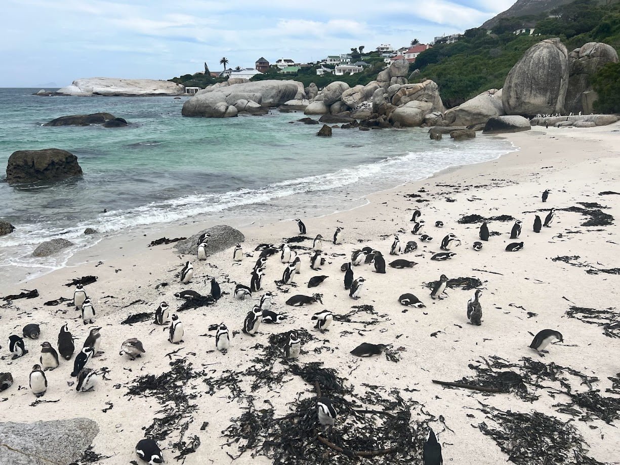 Boulders beach penguins