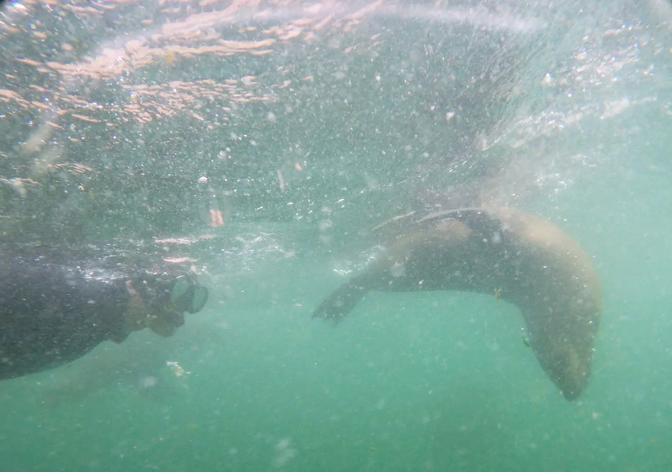 Cape fur seal swimming