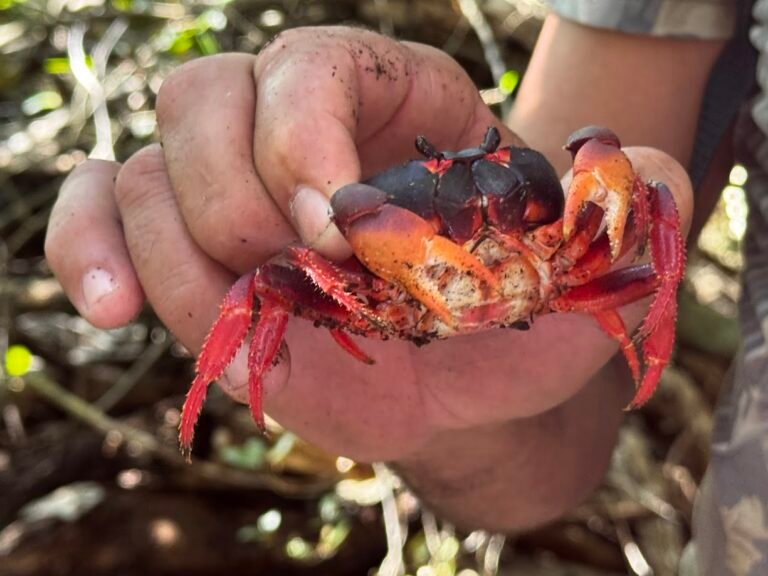 Red crab, Bay of Pigs, Cuba