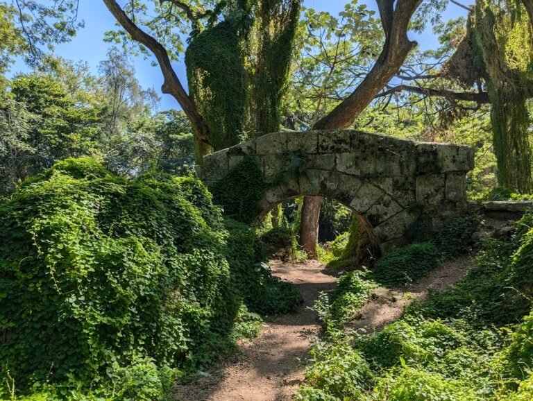 Havana Forest, Cuba
