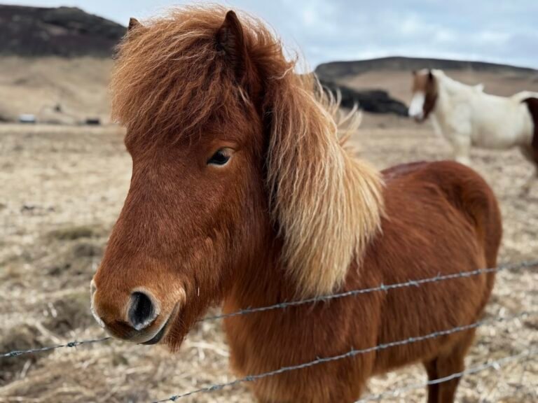 Icelandic horse