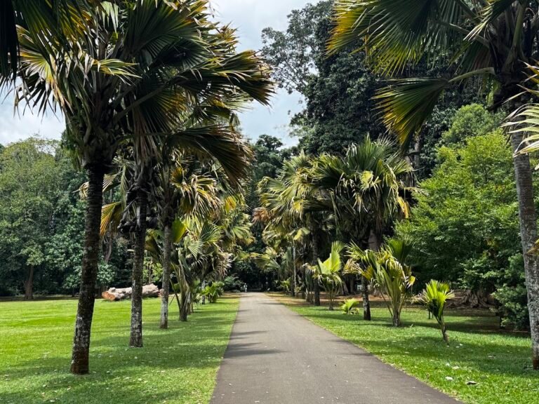 Royal Botanic Gardens, Peradeniya