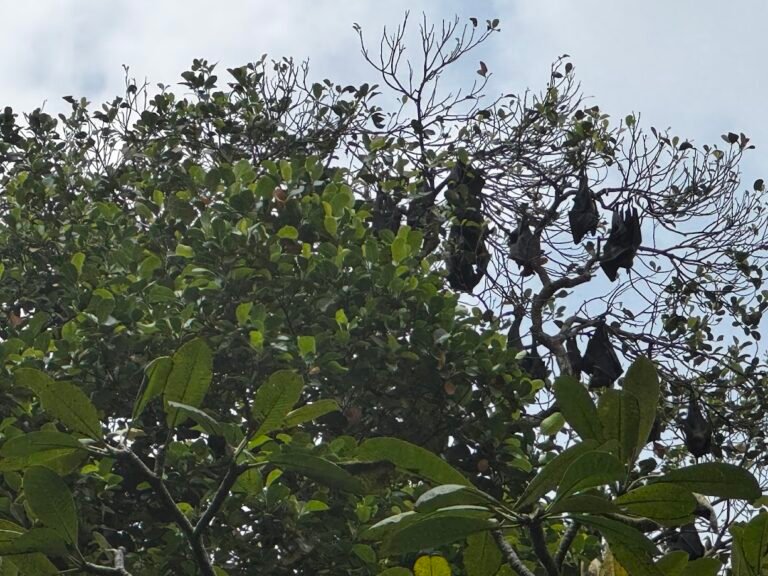 Indian Flying Foxes (fruit bats) at Royal Botanic Gardens, Peradeniya