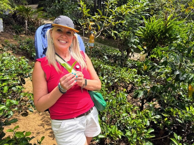 Ella organic tea garden, Sri Lanka