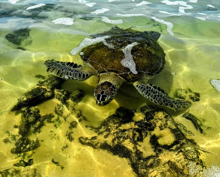 Turtle Beach, Sri Lanka