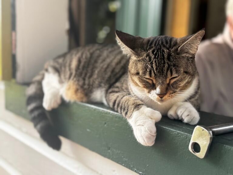 6 toed polydactyl cat at Hemingway House, Key West