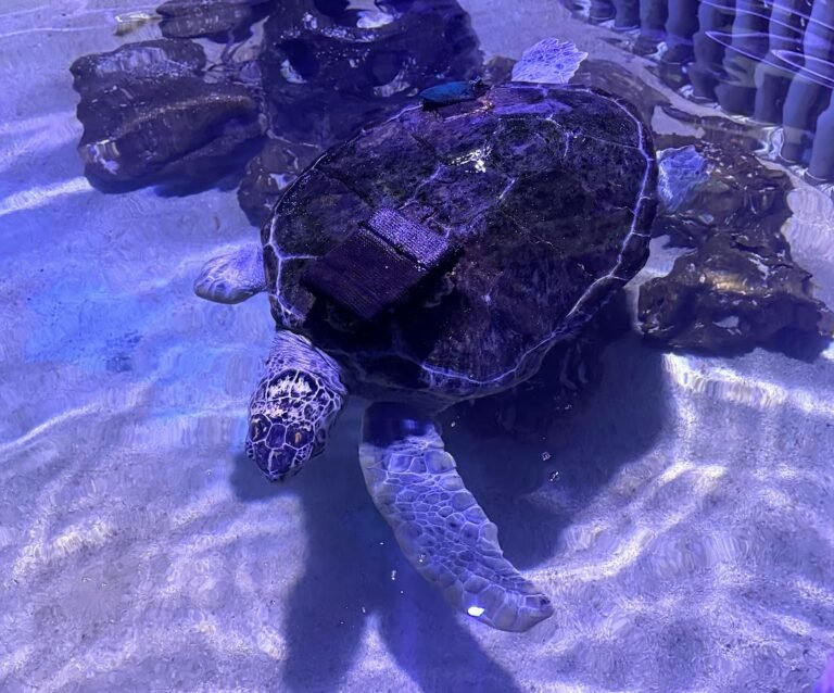 Turtle at Key West Aquarium