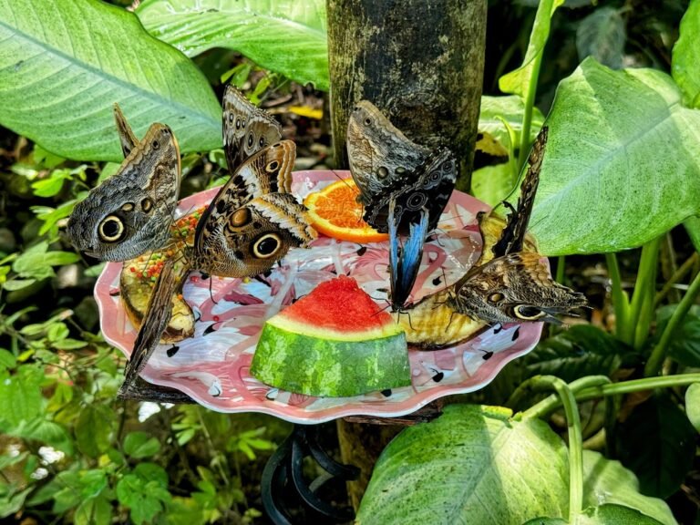 Butterflies in conservatory Key West