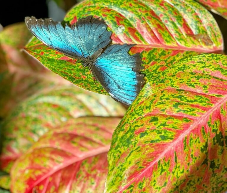 Butterfly in conservatory Key West