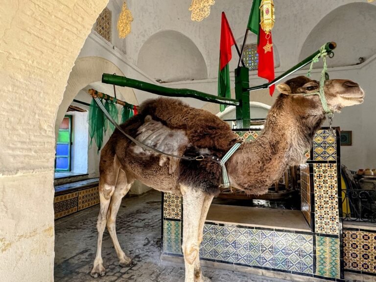 Camel at Bir Barrouta, Kairouan, Tunisia