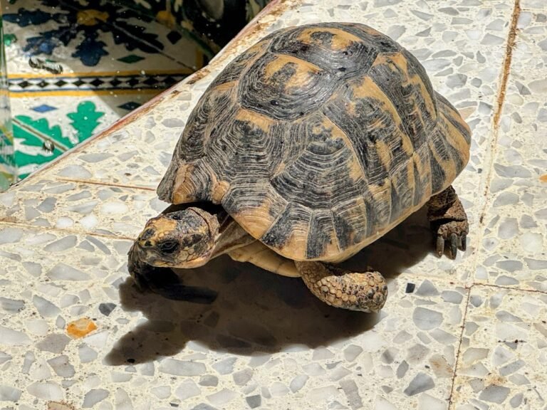 Testour cafe tortoise, Tunisia