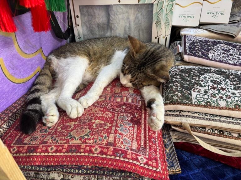 Cat in Tunis Medina